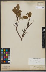 Foto von Salix vestita Pursh